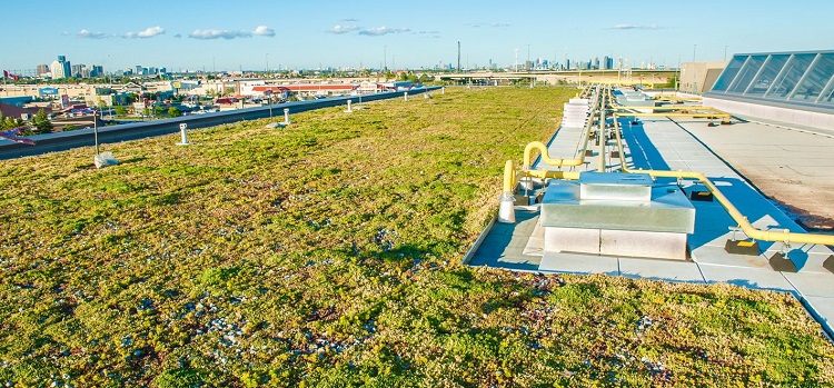 Sherway Gardens green roof by Xeroflor Canada