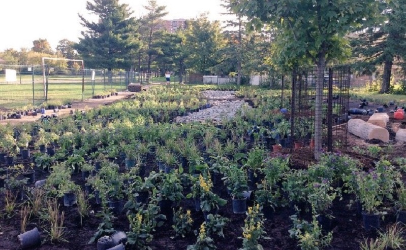 pollinator habitat and rain garden